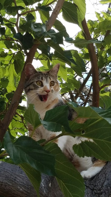 jessalrynn:  unflatteringcatselfies:  This was Molly’s first time outside.   Molly: I have made a terrible miscalculation.
