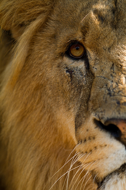 theanimaleffect: Africa Lion by JasonBrownPhotography on Flickr.