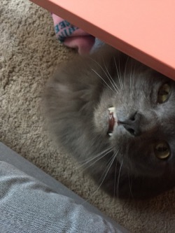 unflatteringcatselfies:  This is Hugo, my rescued son of less than a week, and first cat ever. He has endless love, tiny toothies, and intense floof. His favorite bed is on my pink leather jacket.