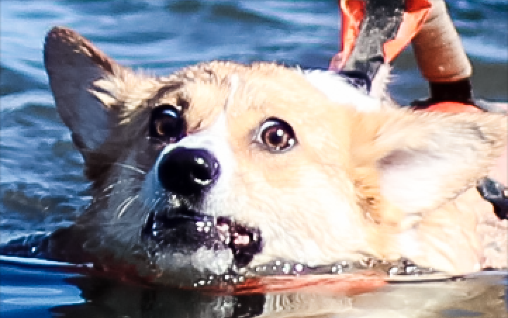emmathebean:  gatsbyadventures:So a couple Corgi Ladies and I were talking about