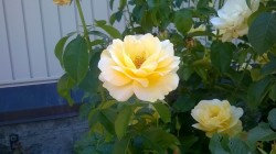 A beautiful yellow rose at the Louisville