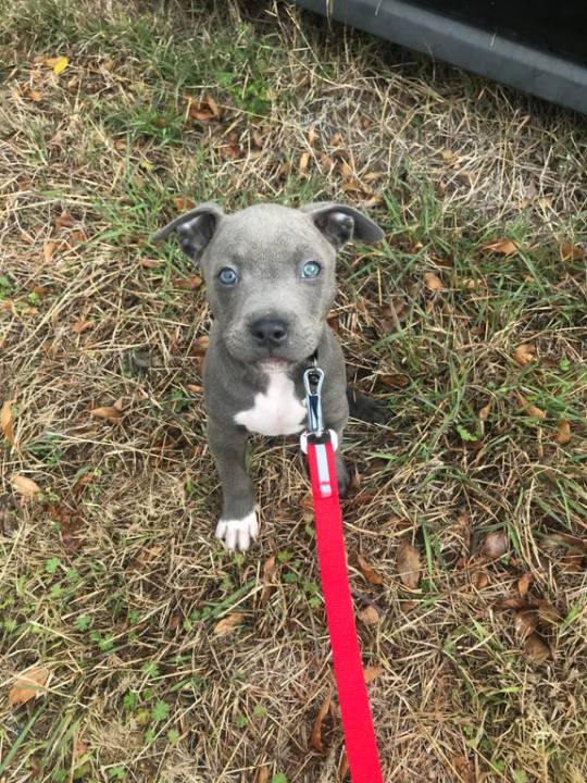 The newest member of our family! #pitbull#aww#cets#pupperss