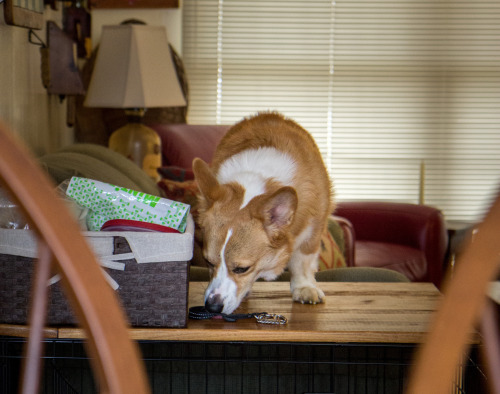 otisthecorgi:  When he thinks we aren’t paying attention, Otis will try to get into his treat basket.  