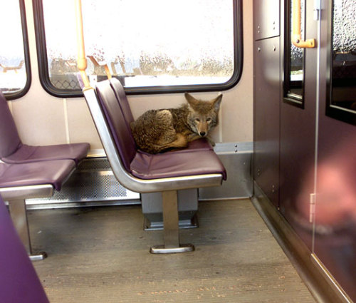 Coyote riding public rail in Portland, OR (via)