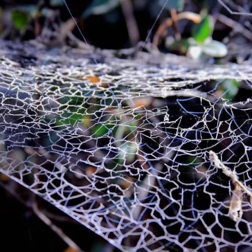 ...#telaraña #sinfiltro #spiderweb #nature #spiders #animals #quebradamacul #peñalolen #chile #cerro