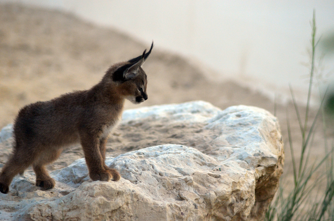 mostlycatsmostly:  Baby Caracal (via Nabeel Mustafa) 