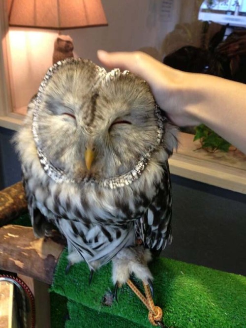 and-then-sara:catsbeaversandducks:Owl Cafe: Because Owls are Flying CatsJapan is known for it’