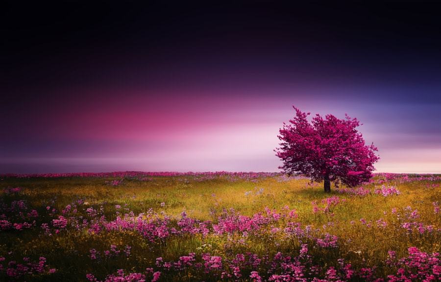 drxgonfly: Pink Tree &amp; Spring (by  Bess Hamiti)  Photographer’s: Instagram
