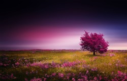 Drxgonfly: Pink Tree &Amp;Amp; Spring (By  Bess Hamiti)  Photographer’s: Instagram