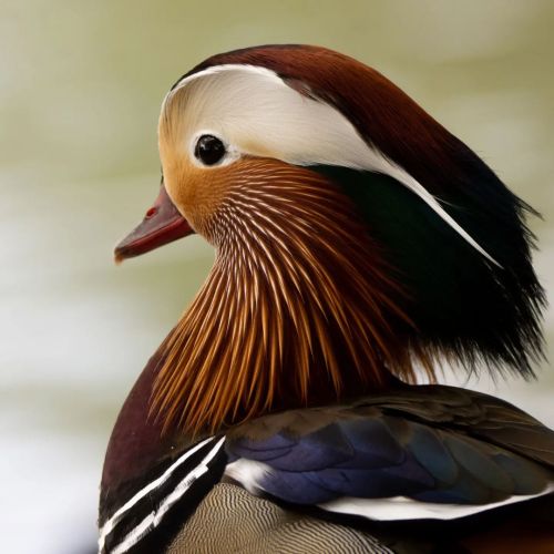 I&rsquo;m so jealous of his fabulous hair #duck #mandarinduck #wollatonhallanddeerpark #bird #bi