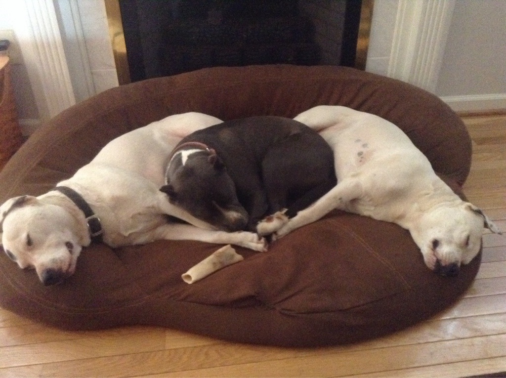 awwww-cute:  They regularly sleep like this. It’s a Pit pit! (Source: http://ift.tt/1U4KDDn)