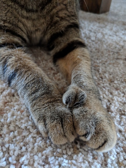 hobwicki: feets