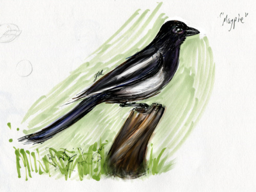Day 3 - Magpie