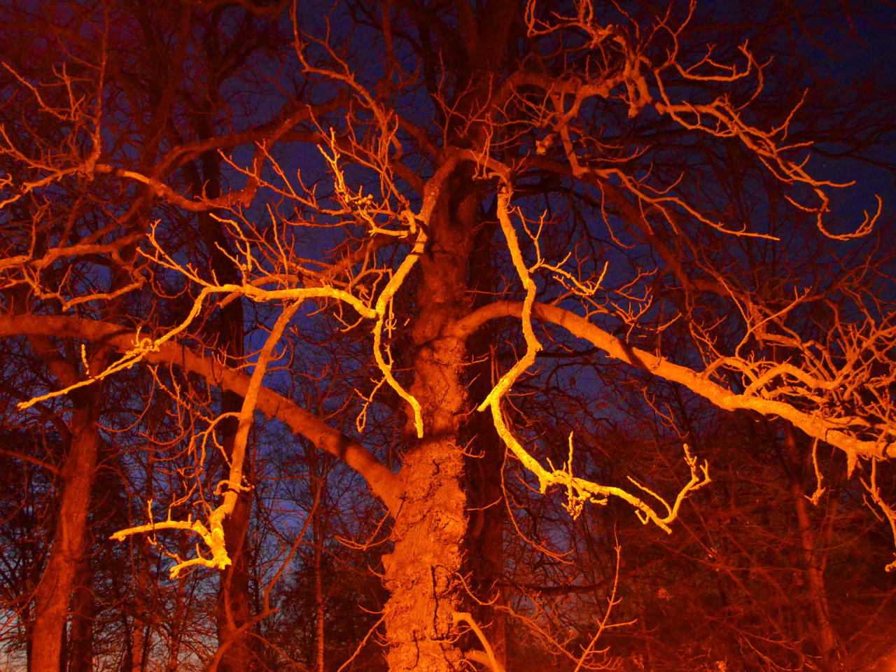 marci-photography:  Evening Tree © 2013 Marcela Málková Website: Official Facebook