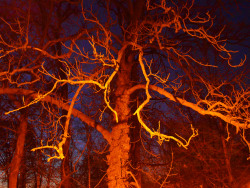 marci-photography:  Evening Tree © 2013