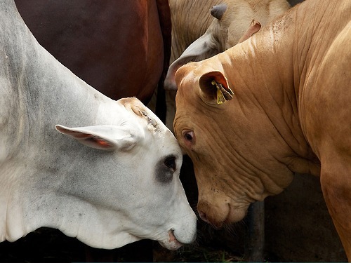 theveganmothership:  IMAGE OF TWO COWS SEEKING COMFORT IN ONE ANOTHER WHILE AWAITING SLAUGHTER (imag