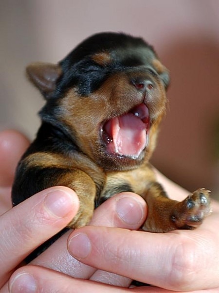 thecutestofthecute:  Tiny Doberman puppy yawning