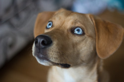 awwww-cute:  My pup Gilmour and her beautiful blues (Source: http://ift.tt/1KYqaMC)