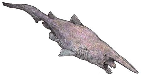 paleopedia:
“ The goblin Shark, Mitsukurina owstoni (1898)
Phylum : Chordata
Class : Chondrichthyes
Subclass : Elasmobranchii
Order : Lamniformes
Family : Mitsukurinidae
Genus : M. owstoni
• Middle Eocene/Recent (37 - 0 Ma) Least concern
• 3 m long...