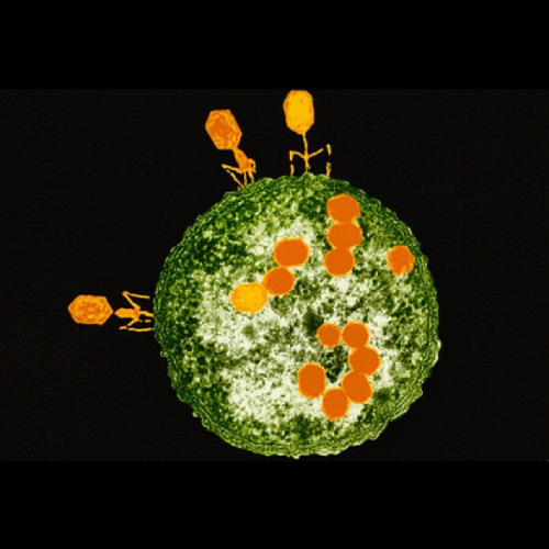 Coloured transmission electron micrograph (TEM) of T2 bacteriophage viruses (orange) attacking an Es
