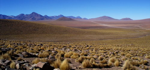 Puna grassland in the Chilean altiplano