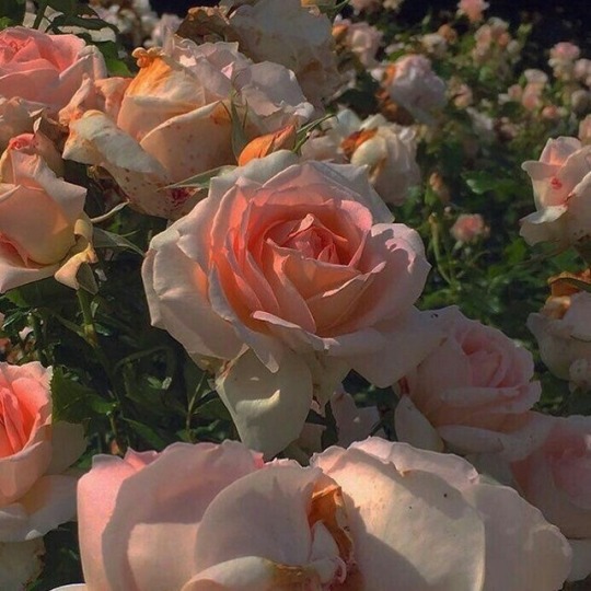 dailyyroses:  
