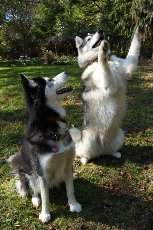 Tricks for treats! We are still struggling with the “sit pretty” command when mams is holding that p