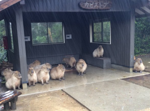 indigobluerose:sixpenceee:On Thursday, the Nagasaki Bio Park tweeted a photo of their capybara colle