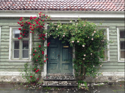 velocraptors:  Bergen Roses on Flickr. bergen