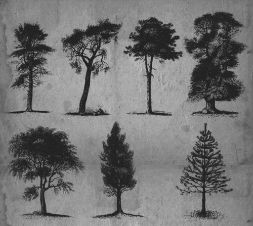 chaosophia218:Scientific Illustrations of the Trees.