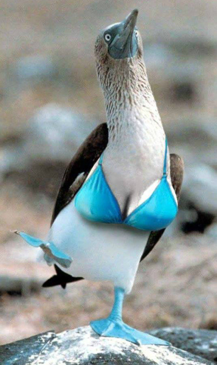 xxziggystardust:Blue-footed Booby