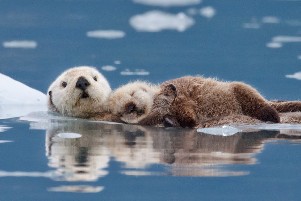 cute-overload:  An otter pup and mom cuddlehttp://cute-overload.tumblr.com 