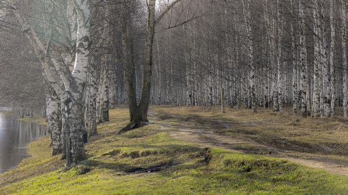 tulipnight: Russian Birch Forest Melody by Sergey S Ponomarev on Flickr.