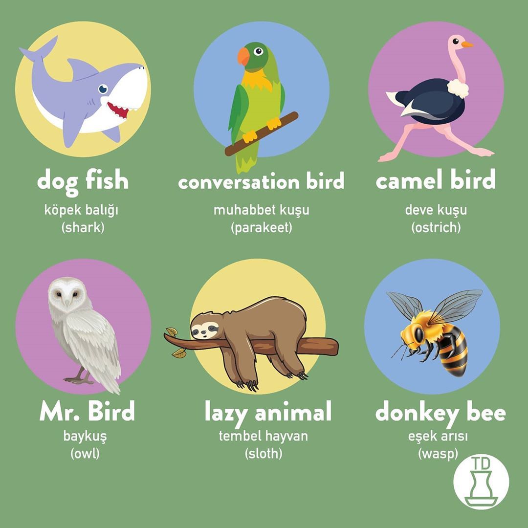 How Turks name the animals 😁 Happy World Animal Day! 🐒🎉 These Turkish animal  names all make sense literally....  - Caps arama motoru