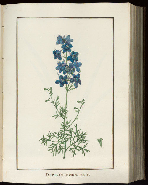 heaveninawildflower:Botanical illustrations by BaldassareCattrani. PHAIDRA University of Padova arch
