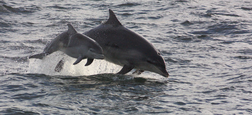 cetacean-nation:Dolphin and calfby BROTY1 on Flickr.