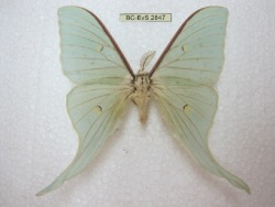 rubicunda:Numerous specimen and forms of Actias gnoma from the research collections of Stefan Naumann, Eric van Schayck, Rodolphe Rougerie, and Steve Kohll. Many of the forms depicted here look like their relatives Actias sinensis, Actias luna, and Actias