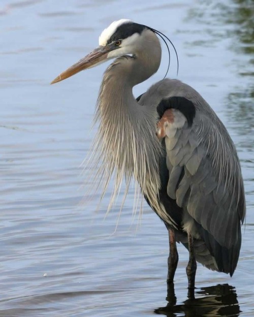 ainawgsd: The great blue heron (Ardea herodias) is a large wading bird in the heron family Ardeidae,