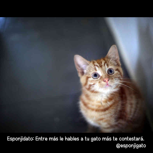 esponjigato:  #Esponjidato: entre más le hables a tu gato más te contestará.