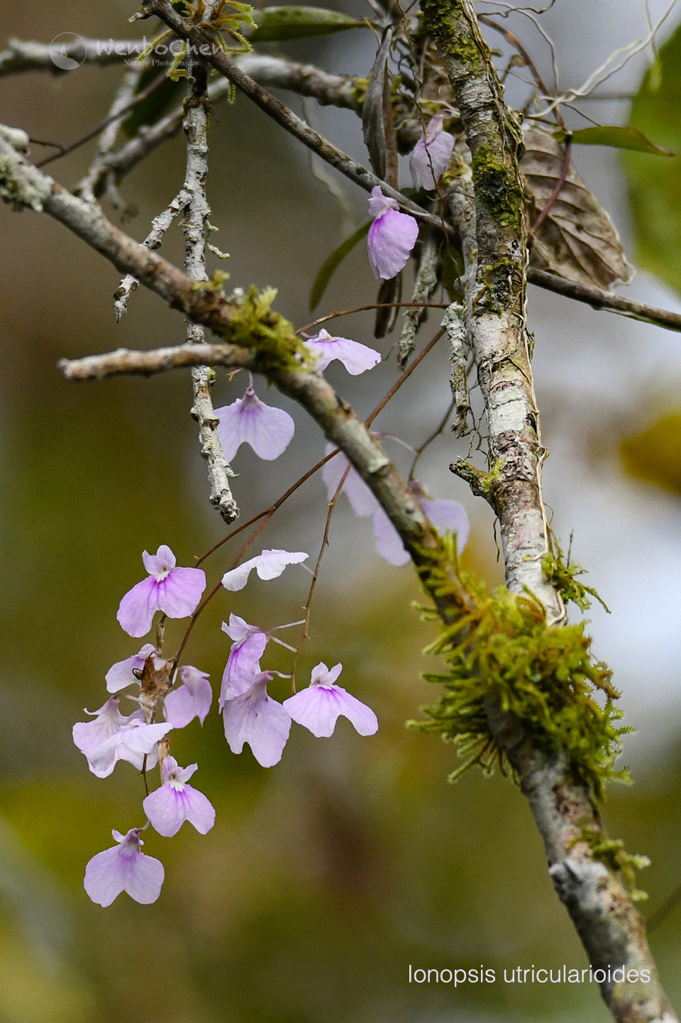 An orchid pretends to be a Utricularia: Ionopsis utricularioides. Northern Peru, Jan 2020.