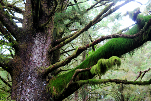 quiet-nymph:◈ Pacific Northwest photography by Michelle N.W. ◈ ◈ Print Shop ◈ Blog ◈ Flickr ◈ ◈ Plea