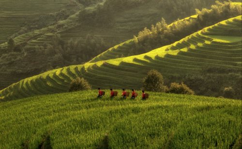 nubbsgalore:  photos by max witjes and sergey kuznetsov of the ping'an rice terrace in longshen, china (see also: more rice fields around the world)