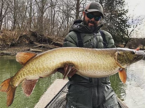 When things go right. @d30mason with a giant #fish #fishing #musky #simmsfishing #Muskie #explore #m