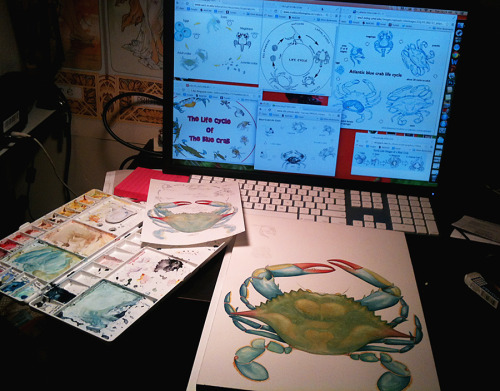 Working on my atlantic blue crab life cycle illustration- here you have my palette, my color comp, t