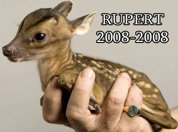 :( :( :( :( Real life Bambi passed away:( He was delivered by deer C-Section after