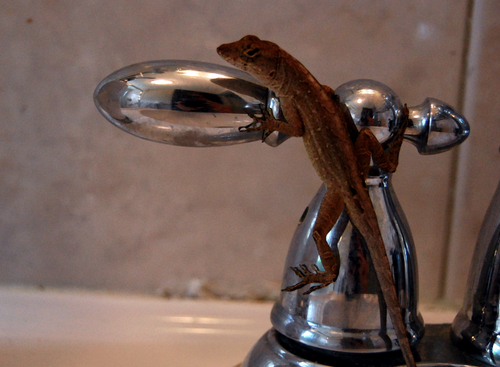 there is a velociraptor in my sink today. adult photos