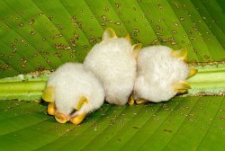 OMG WHITE FLUFFY BATS WITH YELLOW EARS AND NOSESSSSSSSSSS