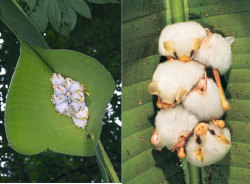 so these Honduran White Bats are now my fav. animals of the month hanging out on giant leaves. In their adorable little fluff ball crews. it&rsquo;s what they do. google image search them!!!!