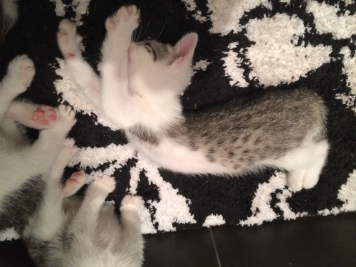 scratchingpad:  Kitten yoga on the bath mat cc getoutoftherecat 