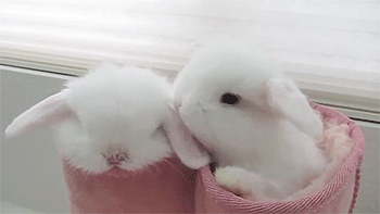 Kissy bunnies